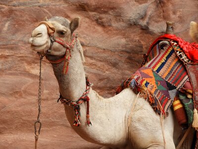 Travel arabian colorful
