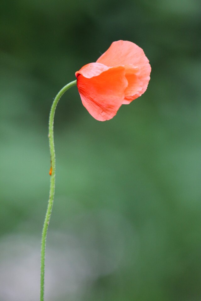 Red country field