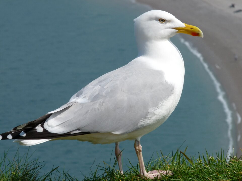 Gull seabird Free photos