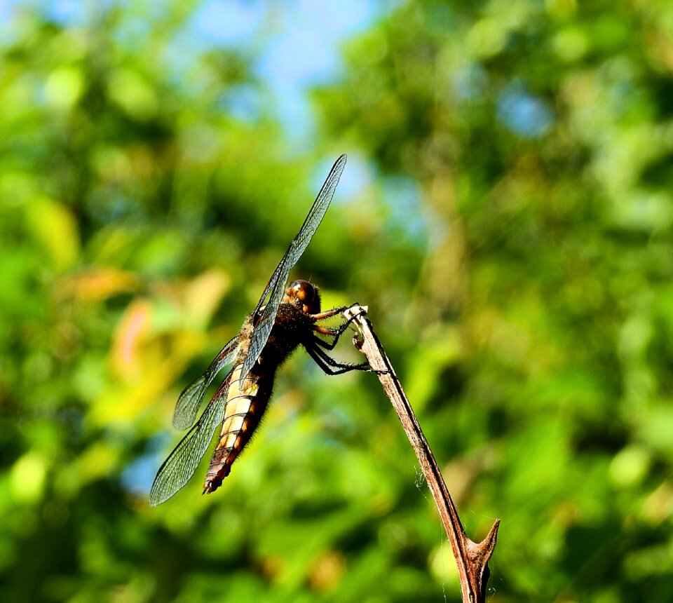 Ważka insect Free photos