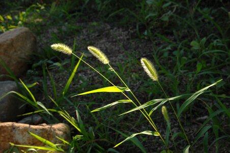 Foxtail weeds sunshine