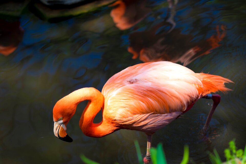 Bird tropical animal