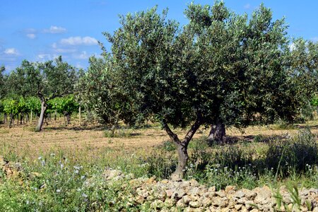 Olive grove agriculture olive planting
