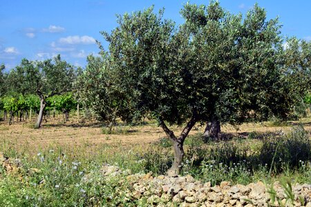 Olive grove agriculture olive planting photo