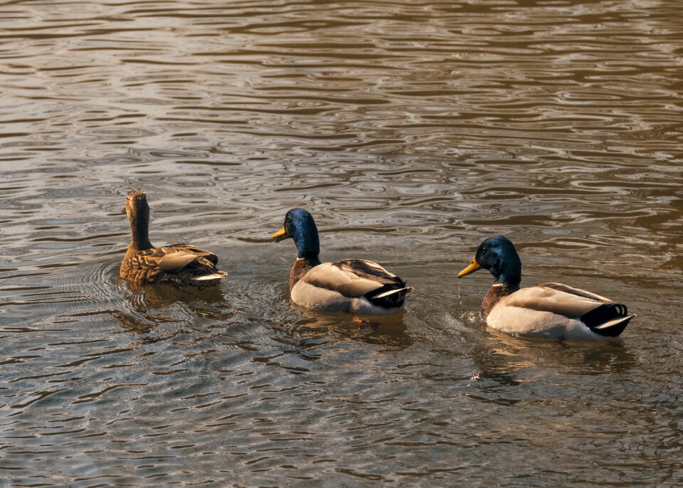 Water wildlife flock