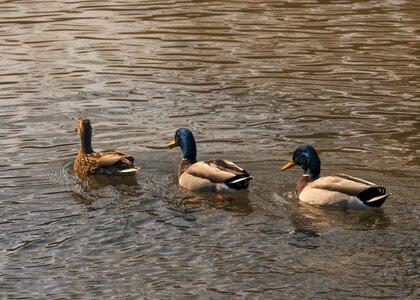 Water wildlife flock