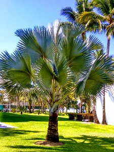 Green garden grass