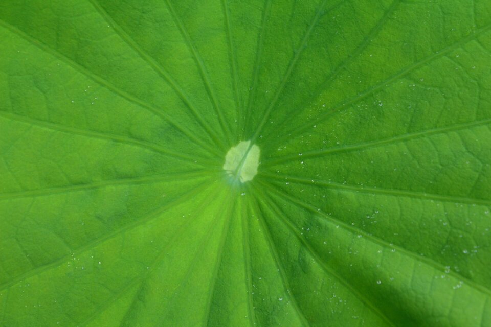 Lotus leaf eight months available at the foot of the Free photos