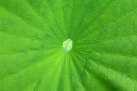 Lotus leaf eight months available at the foot of the Free photos photo