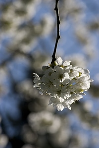 Bloom cherry cherry tree