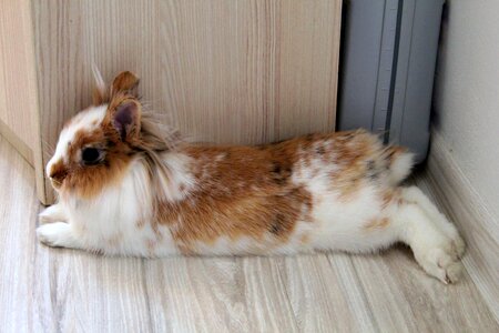 The lion rabbit slovakia Free photos