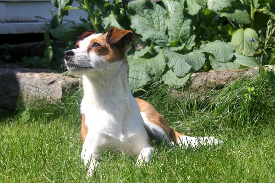 Dog cute Free photos