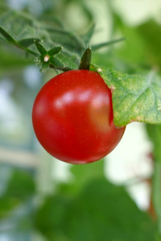 Tomato vegetables Free photos