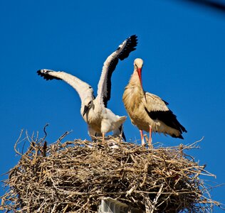 Stork nature Free photos