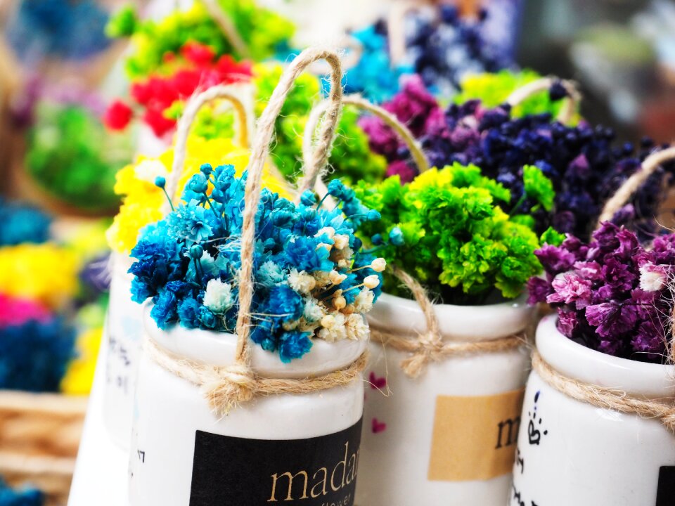 Flowers potted plant Free photos