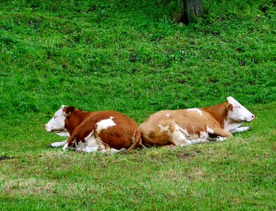 Cows economy brown and white cattle
