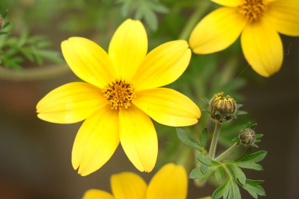 Bidens nature closeup