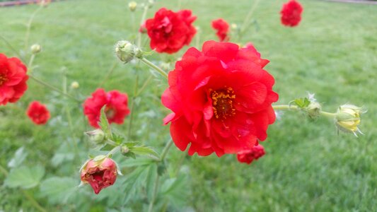 Flower grass