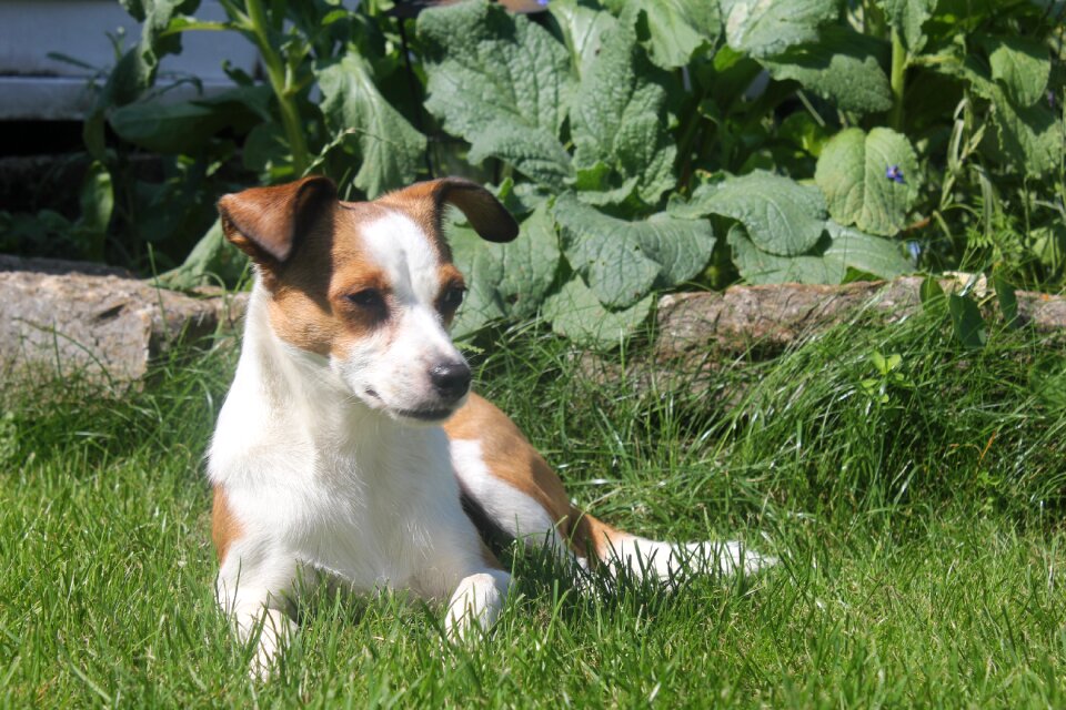 Dog pet Free photos