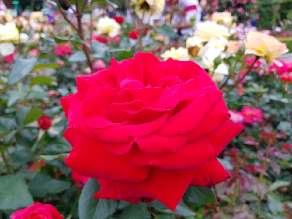 Park korea