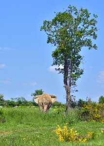 Animal green nature