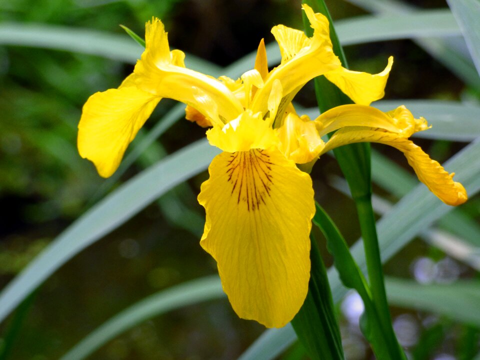Swamp iris iridaceae plant