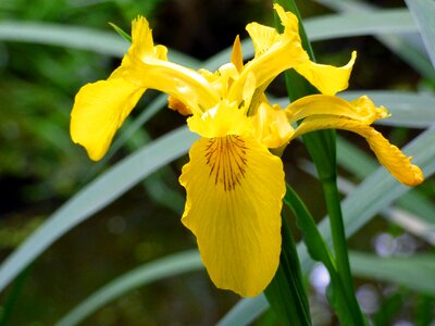 Swamp iris iridaceae plant