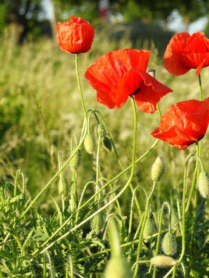 Blooming poppies flowers meadow