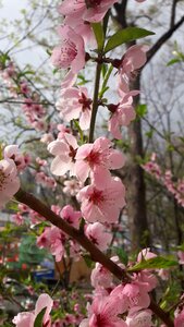 Cherry blossom plants nature