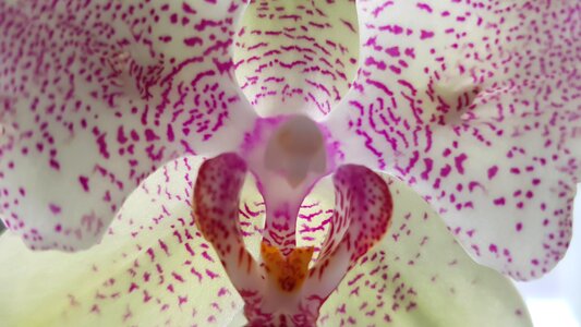 Flower plant bright