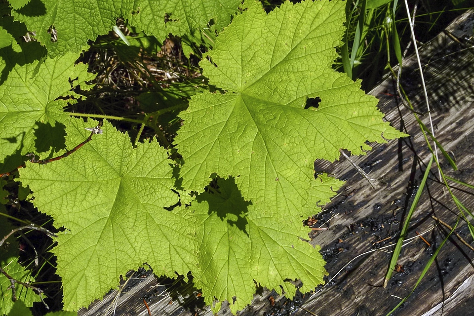 Close-up wilderness wild plant