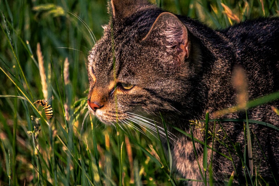 Domestic cat mackerel spring