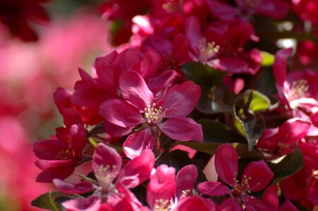 Spring fruit flowers fuxia photo