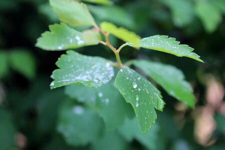 Drop of water beaded green leaf