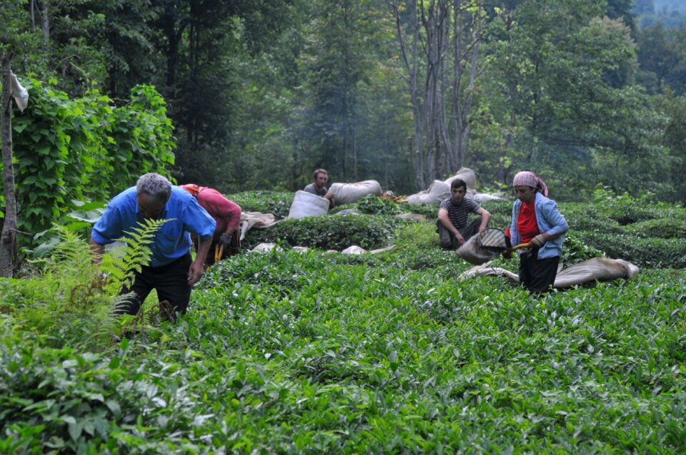 Field tea garden tea plants