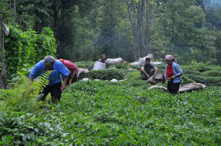 Field tea garden tea plants photo