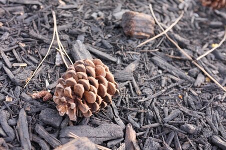 Wooden pine cone photo