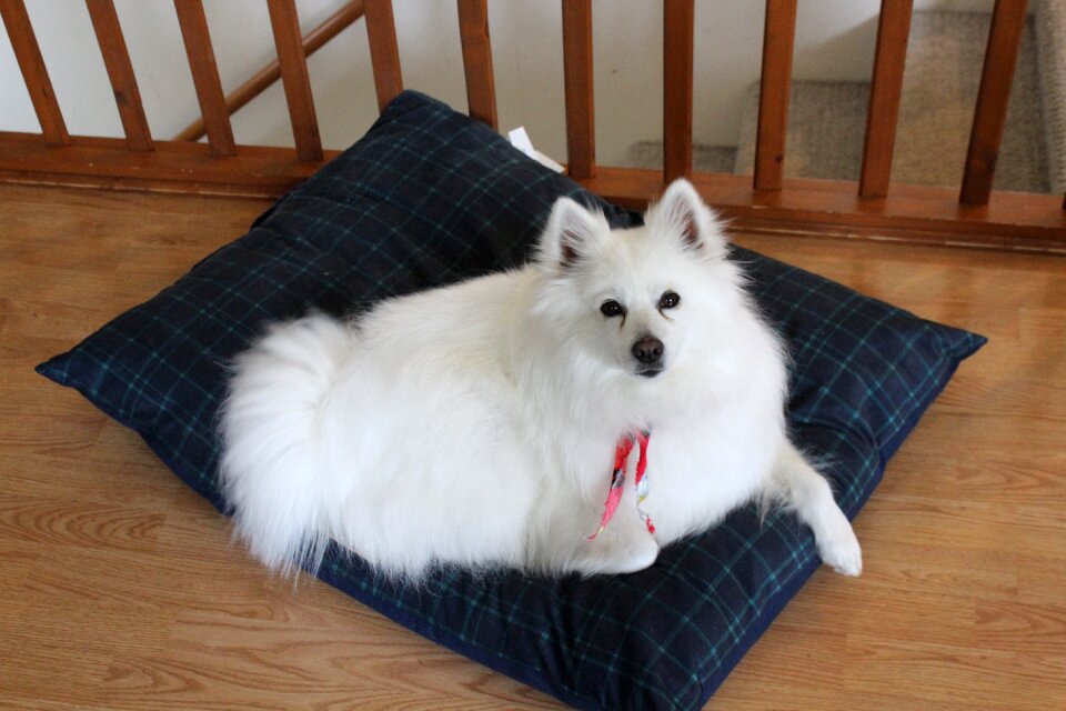 Puppy white fluffy photo