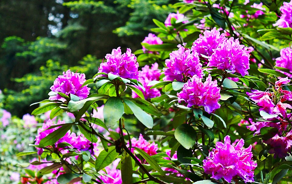 Canon nature spring flower