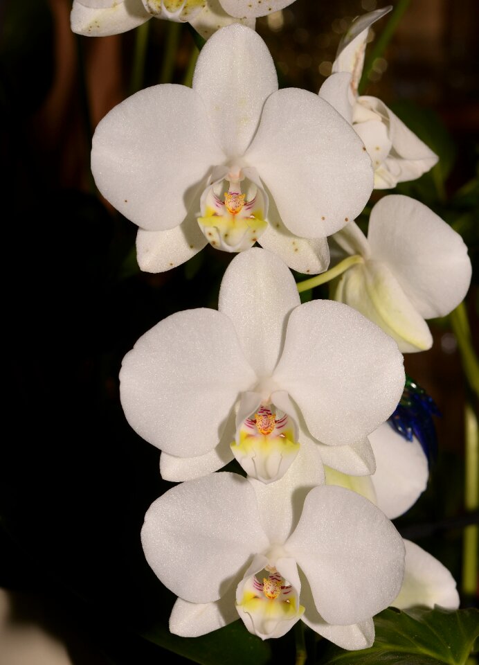 Rainforest blossom bloom