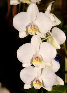 Rainforest blossom bloom