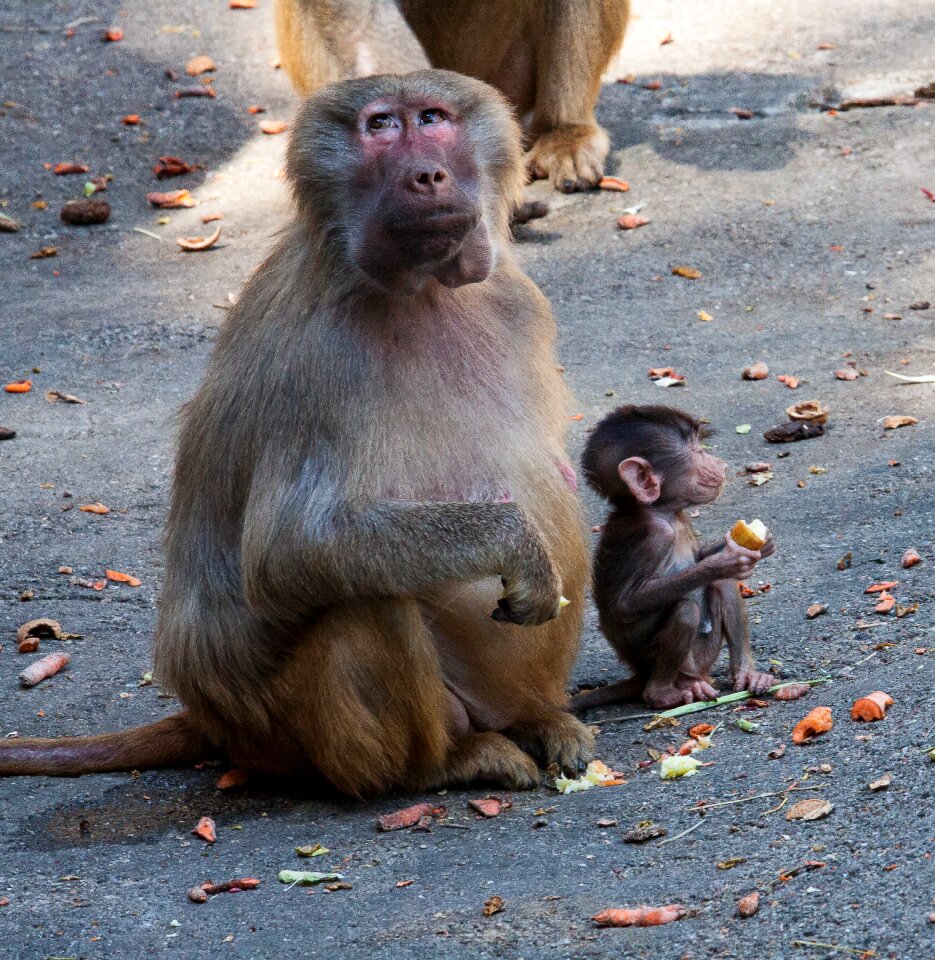 Monkey baby äffchen monkey family