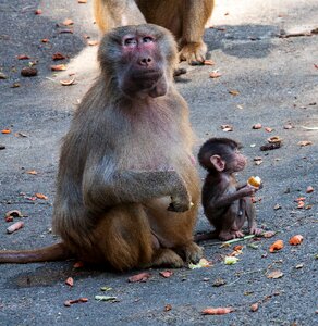 Monkey baby äffchen monkey family photo