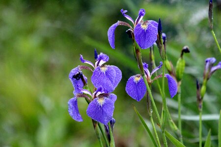 Beautiful nature garden flowers photo