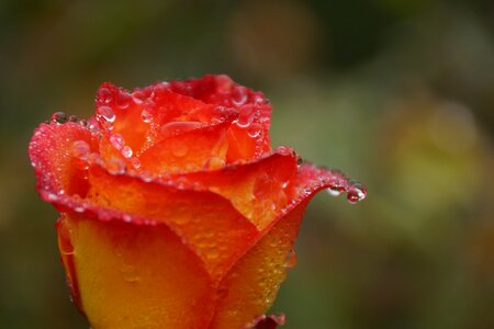 Water drops droplets