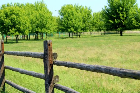 Green fencing wooden fence
