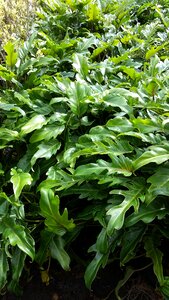 Greenery green