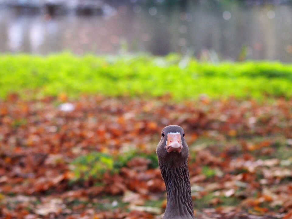 Poultry water bird nature