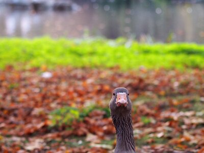 Poultry water bird nature
