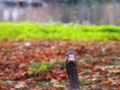 Poultry water bird nature photo